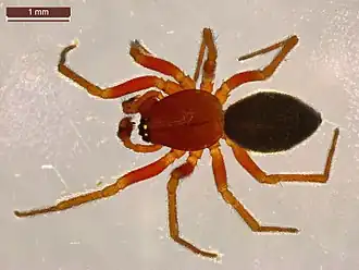 Description de l'image Hylyphantes graminicola (26164193557).jpg.