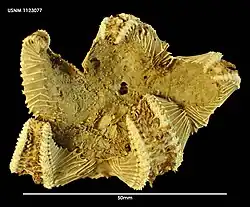 Hymenaster densus (spécimen séché, USNM)