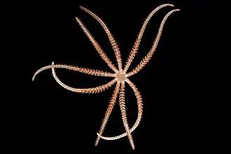 Hymenodiscus coronata