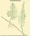 Hymenophyllum baileyanum Domin