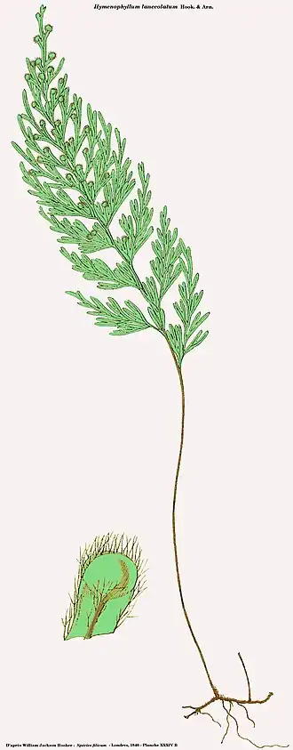 Hymenophyllum lanceolatum Hook. & Arn.