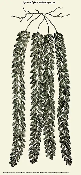 Hymenophyllum sericeum (Sw.) Sw. - Dessin de Charles Plumier