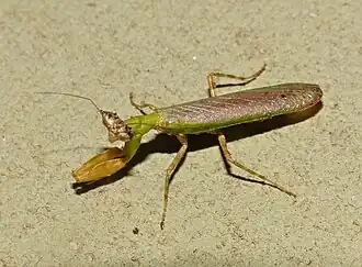 Description de cette image, également commentée ci-après