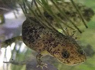 Description de l'image Hynobius kimurae (cropped) edit.jpg.