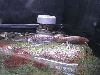 Description de l'image Hynobius nebulosus2.jpg.