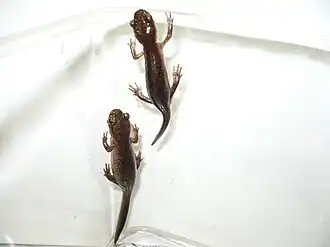 Description de l'image Hynobius retardatus.JPG.