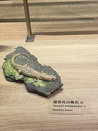 Description de l'image Hynobius sonani.jpg.