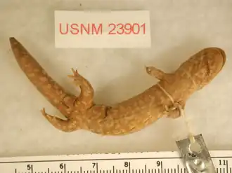 Description de l'image Hynobius stejnegeri.png.