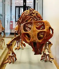 Squelette d'un Hyperodapedon sanjuanensis.