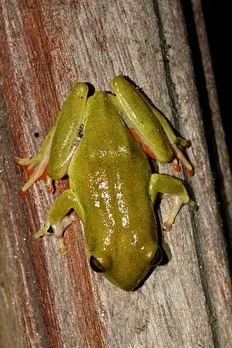 Description de l'image Hyperolius Concolor.jpg.