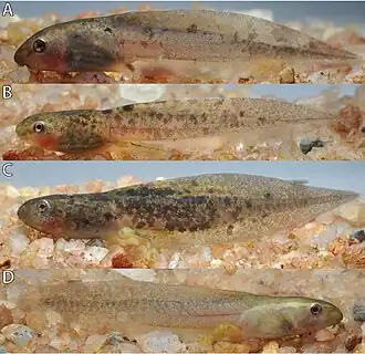 Description de l'image Hyperolius jackie tadpole color variation Gosner stages 36-40.jpg.