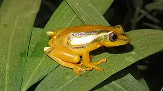 Description de l'image Hyperolius rubrovermiculatus 101437054.jpg.