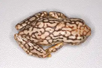 Description de l'image Hyperolius substriatus (10.3897-zse.97.68000) Figure 10.jpg.