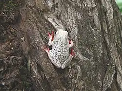 Hyperolius viridiflavus.