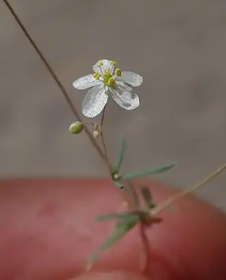 Description de l'image Hypertelis cerviana 126756569.jpg.