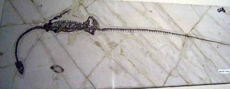 Hyphalosaurus baitaigouensis, fossile exposé au musée des sciences de Hong Kong.