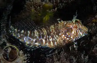 Hypleurochilus pseudoaequipinnis