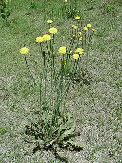 Porcelle enracinée, plante hôte de la larve