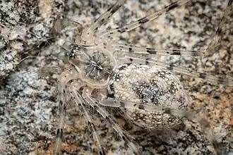 Description de l'image Hypochilus bernardino, penultimate male (50171192231).jpg.
