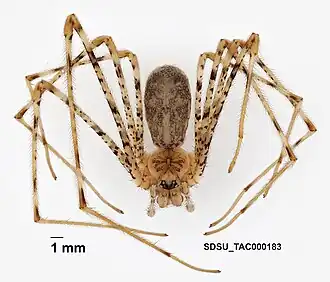 Description de l'image Hypochilus coylei Platnick, 1987 (SDSU TAC000183).jpg.