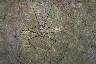 Description de l'image Hypochilus petrunkevitchi (Marshal Hedin).jpg.