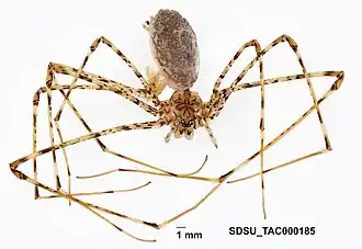 Description de l'image Hypochilus sheari Platnick, 1987 (SDSU TAC000185).jpg.