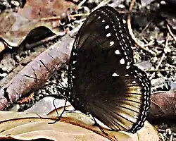 Hypolimnas antilope shortlandica mâle aspirant de sels minéraux