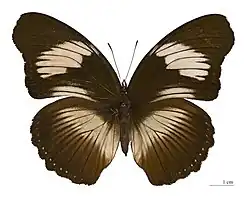 Hypolimnas monteironis ♀