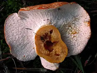 Description de cette image, également commentée ci-après