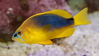 Hypoplectrus guttavarius à Wilhelma, un jardin zoologique. Juillet 2022.