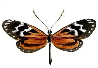 Description de l'image Hypothyris lycaste.JPG.