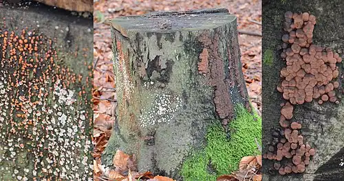 Hypoxylon fragiforme