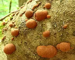 Hypoxylon placentiforme