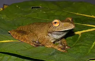 Description de l'image Hypsiboas boans.jpg.