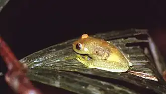 Description de l'image Hypsiboas cinerascens.jpg.