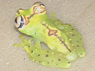 Description de l'image Hypsiboas ornatissimus.jpg.