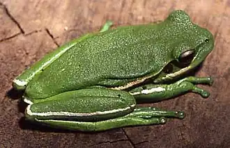 Description de l'image Hypsiboas prasinus01.jpg.