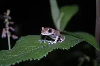 Description de l'image Hypsiboas semilineatus (Jovem).jpg.