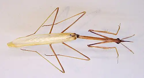 Hypsicorypha gracilis