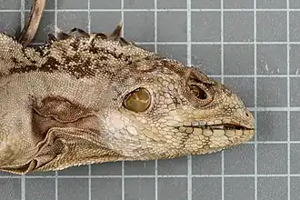 Description de l'image Hypsilurus papuensis (Macleay, 1877) 3400995335.jpg.