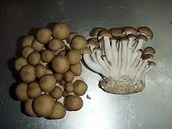 Forme brune cultivée.