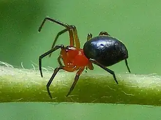 Description de l'image HypsosingaPygmaea.jpg.