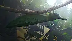 Hypuronector reconstruction.