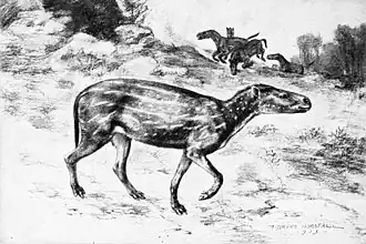 Restitution de Hyrachyus eximius (Hyrachyidae).