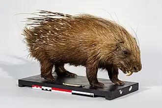 Spécimen naturalisé