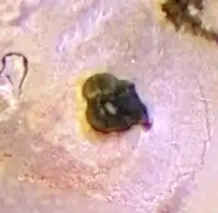 Image illustrative de l'article Maui Patera