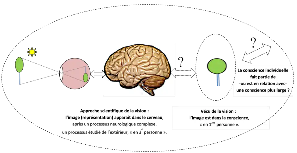 L'approche scientifique du processus de vision aboutit à une image qui serait produite dans le cerveau : en réalité, la vision se produit dans la conscience et la question du lien cerveau-conscience est posé.