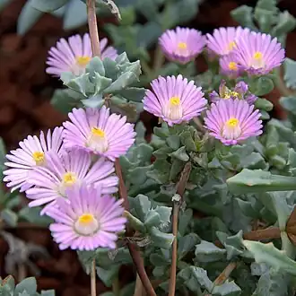 Description de l'image IMG 5948-Oscularia deltoides.jpg.