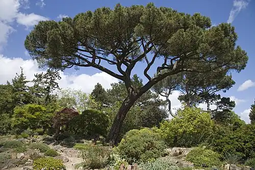 Photographie d'un pin parasol.