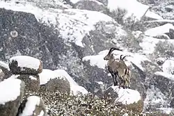 Bouquetins ibériques sous la neige dans le parc. Janvier 2021.